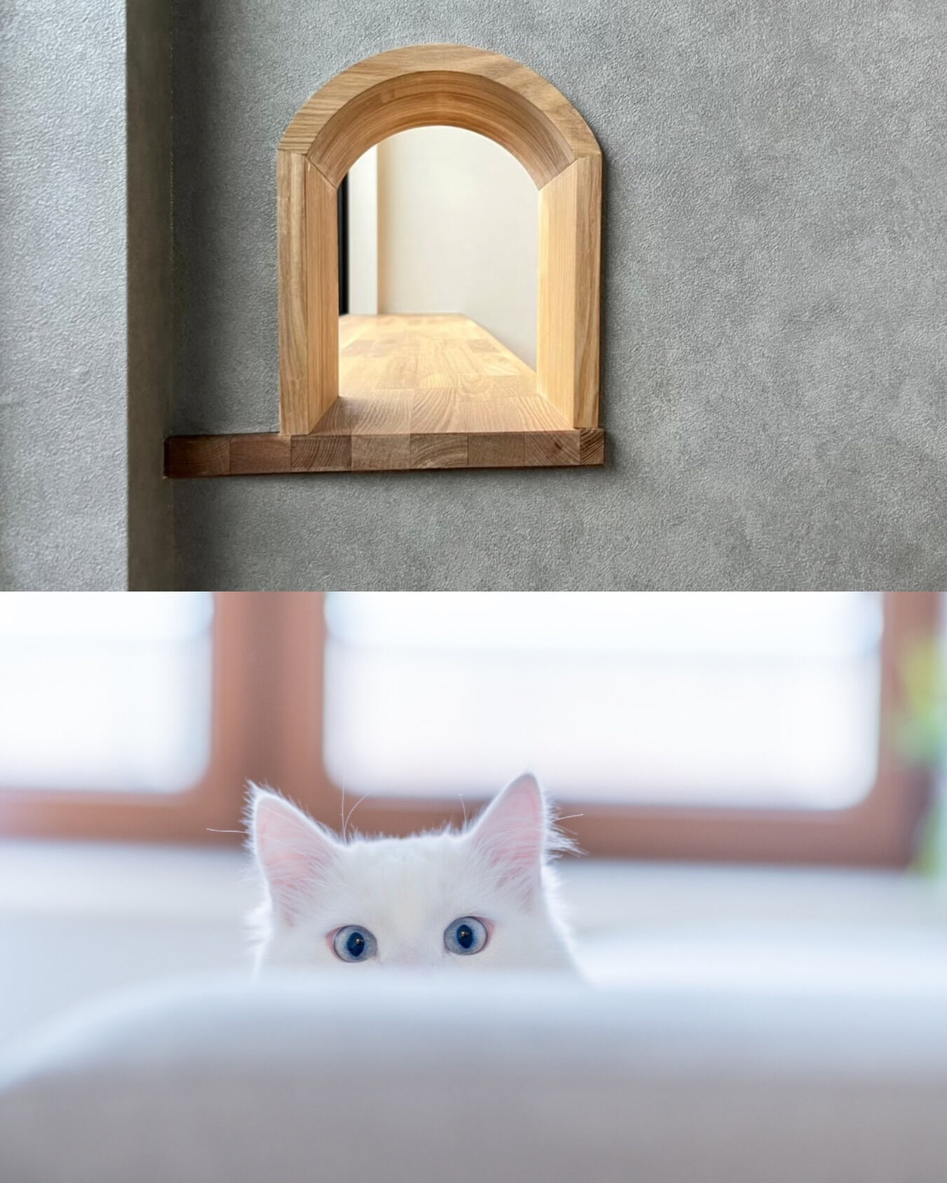 猫が主役になる家